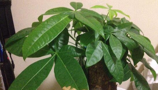 可口可乐浇发财树可行吗？对植物生长有何影响？