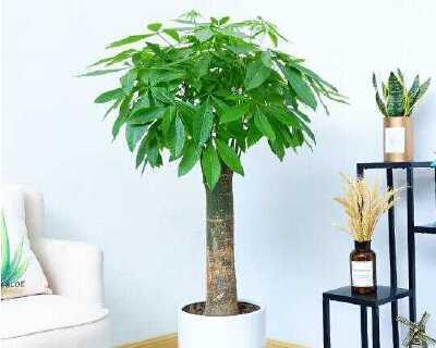 可口可乐浇发财树可行吗？对植物生长有何影响？