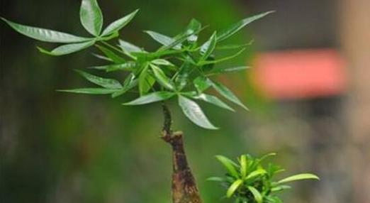 可口可乐浇发财树可行吗？对植物生长有何影响？