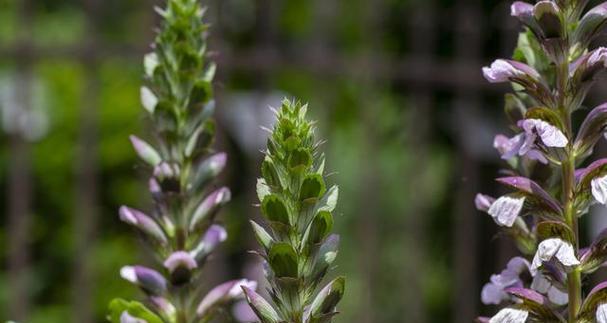 夏枯草什么时候种最好？种植方法有哪些？