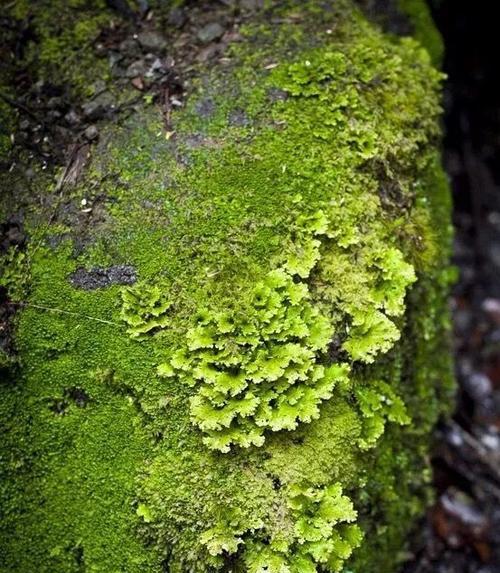 青苔属于哪个植物类别？青苔的分类有哪些特点？