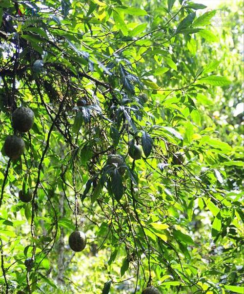 大蒜属于什么科？它是植物吗？