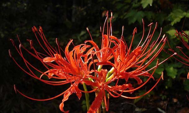 大蒜属于什么科？它是植物吗？