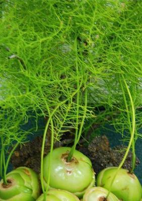 大蒜属于什么科？它是植物吗？