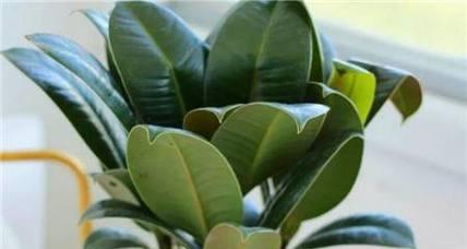 橡皮树冬天剪枝的正确方法和注意事项是什么？