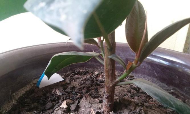 橡皮树冬天剪枝的正确方法和注意事项是什么？