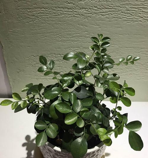 橡皮树冬天剪枝的正确方法和注意事项是什么？