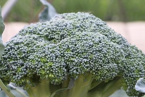 西兰花属于被子植物吗？它的分类是什么？