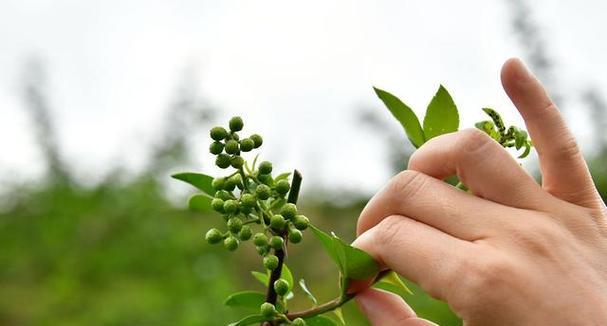 花椒树繁殖方法有哪些？繁殖过程中应注意什么问题？