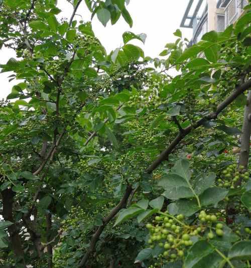 花椒树繁殖方法有哪些？繁殖过程中应注意什么问题？