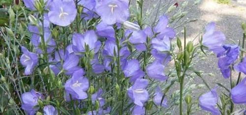 桔梗花语的含义是什么？如何正确解读桔梗的象征意义？