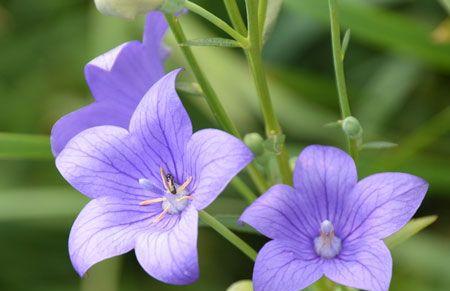 桔梗花语的含义是什么？如何正确解读桔梗的象征意义？