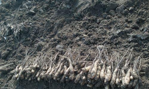 山药属于什么根系的植物？山药的根系特点是什么？