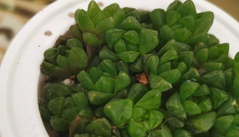 玉露冬天会冻死吗？如何在冬季保护玉露植物？