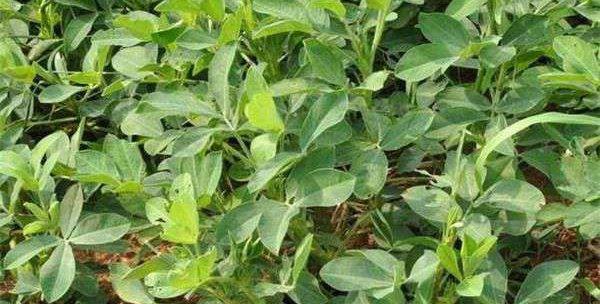 花生几月份种植最合适?掌握最佳播种时间! 花生几月份种植最合适?掌握最佳播种时间!