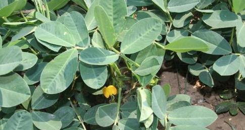 花生几月份种植最合适?掌握最佳播种时间! 花生几月份种植最合适?掌握最佳播种时间!