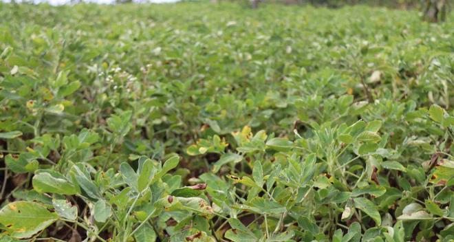 花生几月份种植最合适?掌握最佳播种时间! 花生几月份种植最合适?掌握最佳播种时间!