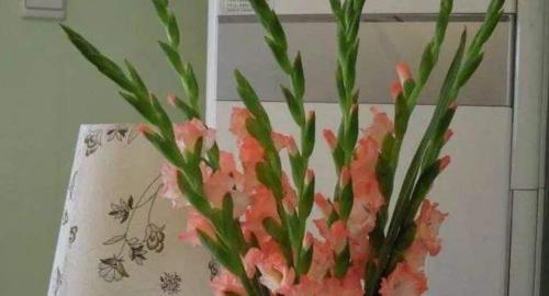 剑兰冬天会开花吗？如何在冬季养护剑兰？