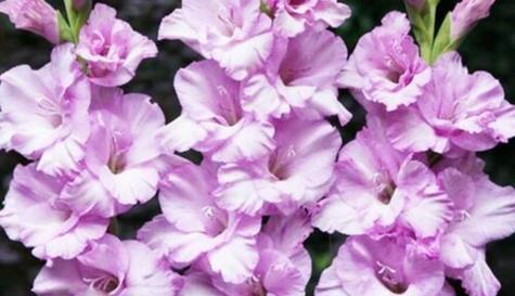 剑兰冬天会开花吗？如何在冬季养护剑兰？