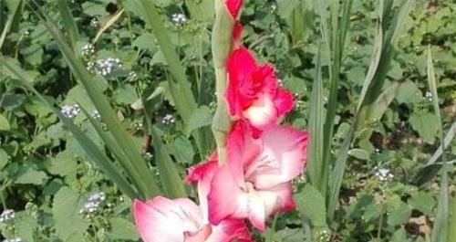 剑兰冬天会开花吗？如何在冬季养护剑兰？