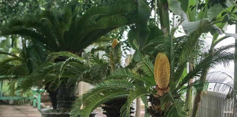 铁树喜肥吗？喜欢施什么肥料来促进生长？