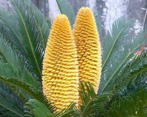 铁树喜肥吗？喜欢施什么肥料来促进生长？