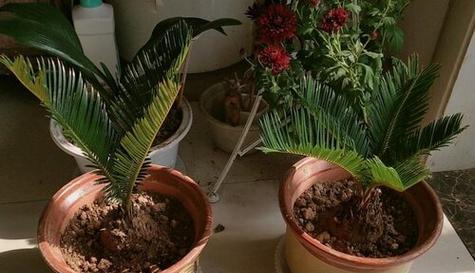 铁树喜肥吗？喜欢施什么肥料来促进生长？