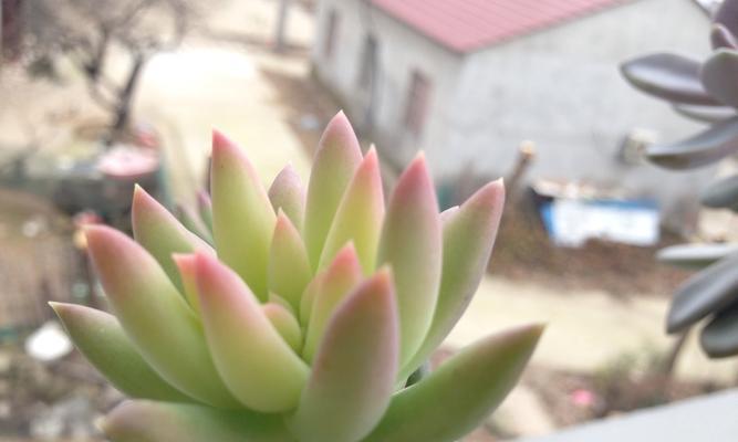 千佛手种植时选择深盆还是浅盆好？如何决定？