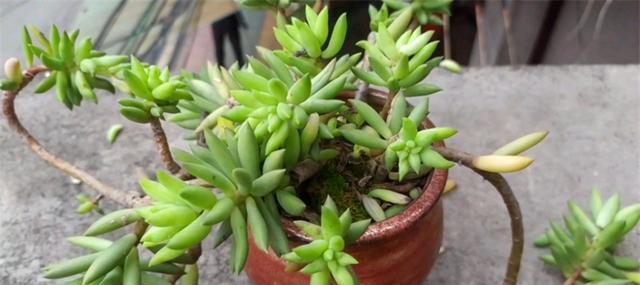 千佛手种植时选择深盆还是浅盆好？如何决定？