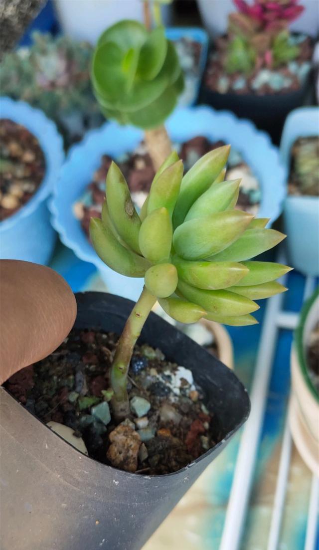 千佛手种植时选择深盆还是浅盆好？如何决定？