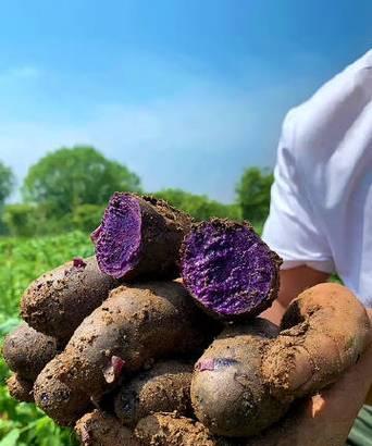 黑土豆主要产自哪里？如何辨别黑土豆的原产地？