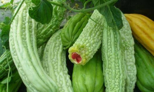 苦瓜怎么储存才新鲜？储存方法有哪些？