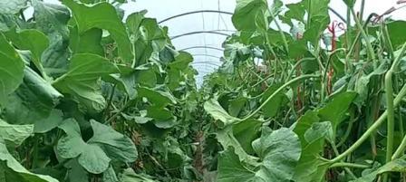 甜瓜种植施肥指南：哪种肥料效果最佳？