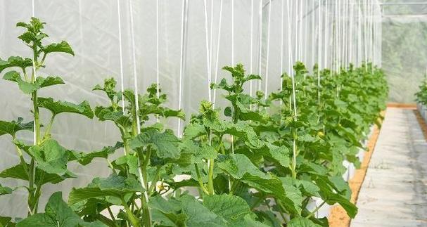 甜瓜种植施肥指南：哪种肥料效果最佳？