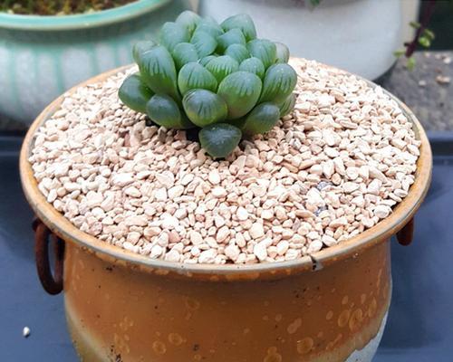 麦饭石适合种植多肉植物吗？使用麦饭石种植多肉的正确方法是什么？