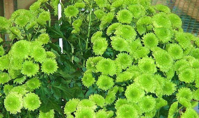 绿菊好养吗？养殖方法和养护要点是什么？