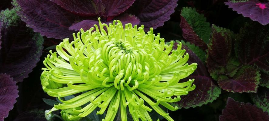 绿菊好养吗？养殖方法和养护要点是什么？