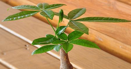 发财树的寓意是什么？它在风水中扮演什么角色？