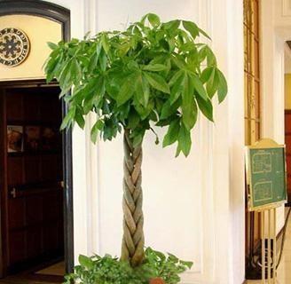 发财树的寓意是什么？它在风水中扮演什么角色？
