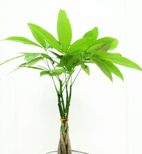 发财树的寓意是什么？它在风水中扮演什么角色？