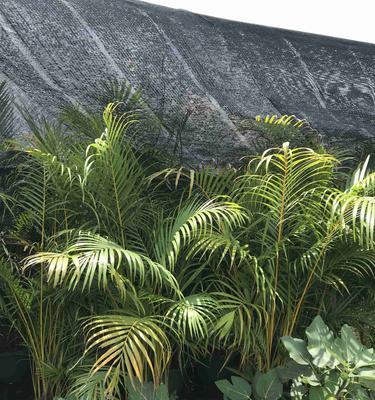 散尾葵多久浇一次水？如何正确进行浇水管理？