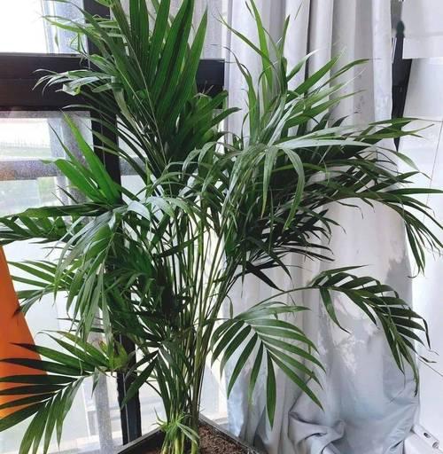 散尾葵多久浇一次水？如何正确进行浇水管理？