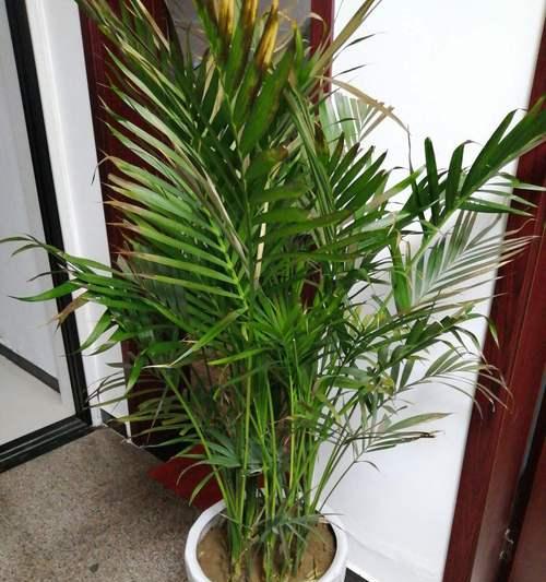 散尾葵多久浇一次水？如何正确进行浇水管理？