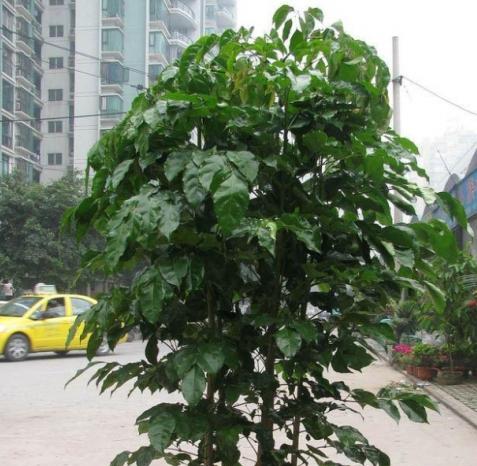 绿宝树有毒性吗？室内养护需要注意什么？