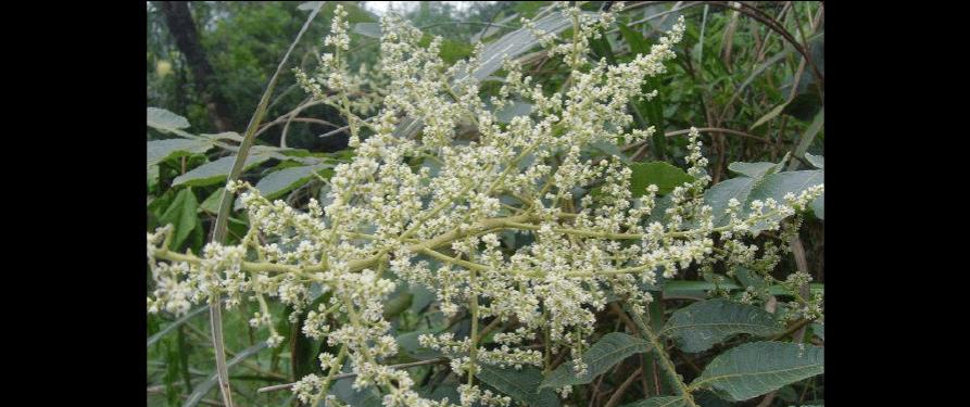 五倍子一年开几次花？如何促进其开花结果？