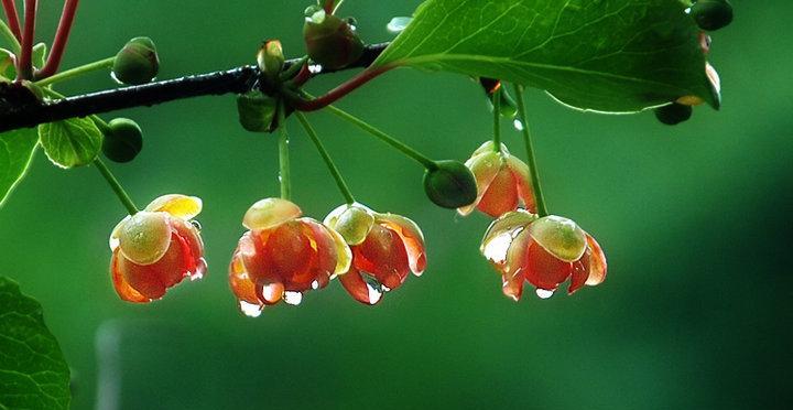 五倍子一年开几次花？如何促进其开花结果？