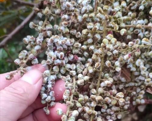 五倍子一年开几次花？如何促进其开花结果？