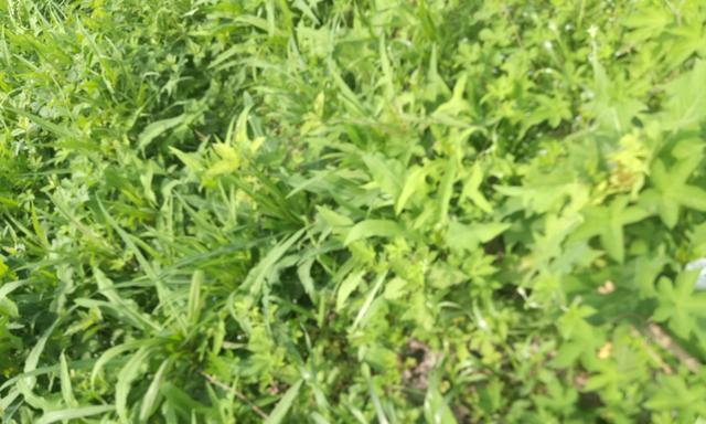 苦菜长什么样子？如何辨别和区分苦菜？