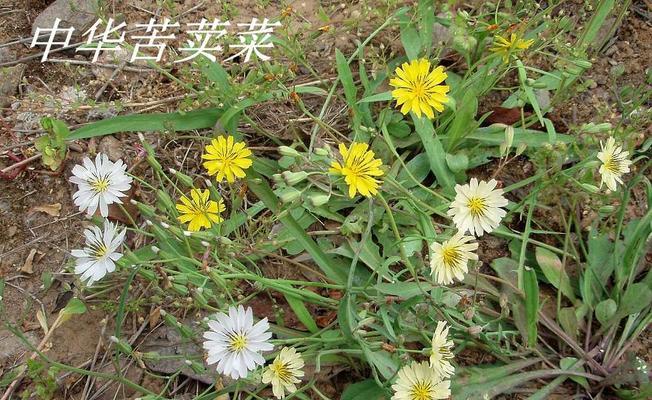 苦菜长什么样子？如何辨别和区分苦菜？