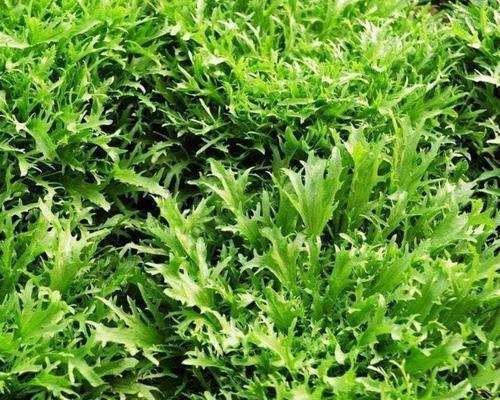 苦菜长什么样子？如何辨别和区分苦菜？